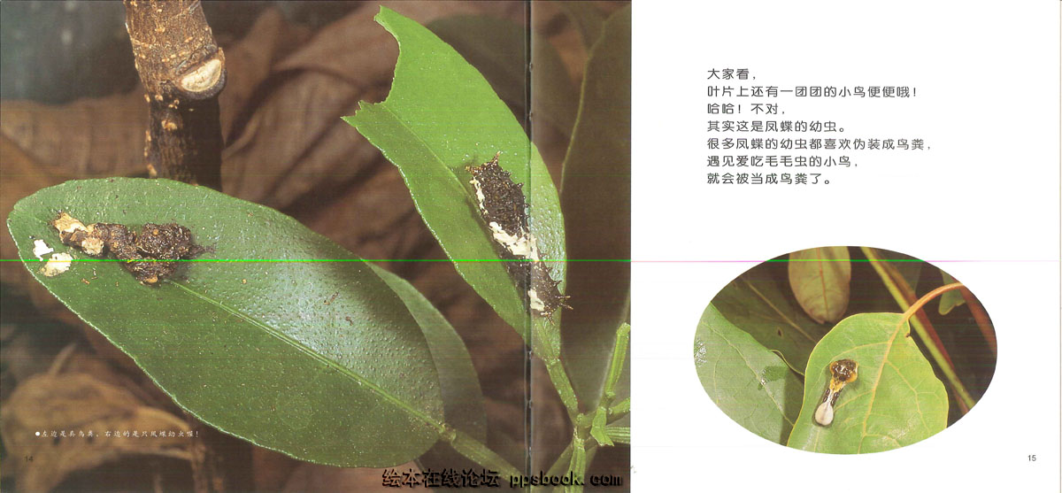 昆虫躲猫猫 (08),绘本,绘本故事,绘本阅读,故事书,童书,图画书,课外阅读